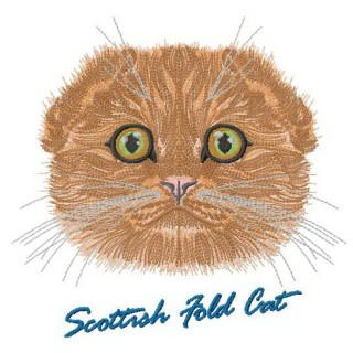 Scottish fold cat embroidery design - Embroidery Design
