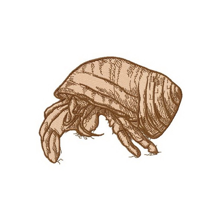 Hermit crab 2  embroidery design - Embroidery Design