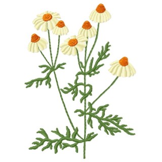 Сhamomile embroidery design - Embroidery Design