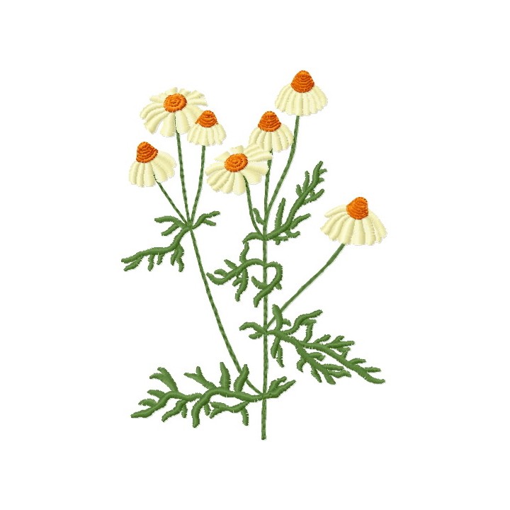 Сhamomile embroidery design - Embroidery Design