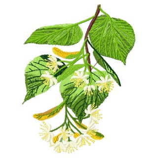 Linden embroidery design - Embroidery Design