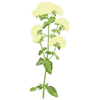 Origanum embroidery design - Embroidery Design