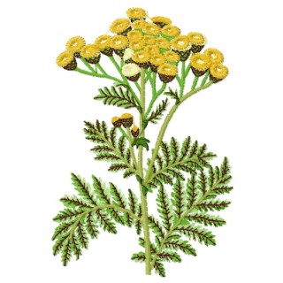 Tansy embroidery design - Embroidery Design