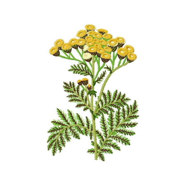 Tansy embroidery design - Embroidery Design