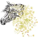 Embroidery design preview of a dandelion horse pattern showcasing detailed stitching and vibrant colors.