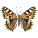 Aglais urticae butterfly embroidery design showcasing intricate stitching patterns for creative projects.