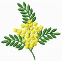 Mimosa flower embroidery design showcasing intricate floral motifs for creative stitching projects.
