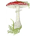 Amanita muscaria big mushroom embroidery design showcasing vibrant colors and intricate details for creative stitching.