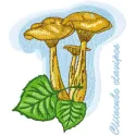 Clitocube clavipes embroidery design showcasing a detailed mushroom pattern for creative stitching projects.