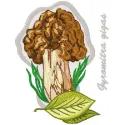 Gyromitra Gigas embroidery design preview showcasing intricate mushroom stitching patterns.