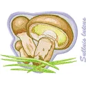 Suillus luteus embroidery design showcasing a detailed mushroom motif for creative stitching projects.