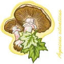 Agaricus silvaticus embroidery design showcasing a detailed mushroom motif for creative stitching projects.