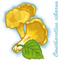 Preview of Cantharellus Cibarius embroidery design featuring detailed mushroom motifs for creative stitching.