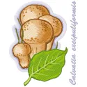 Caluatia excipuliformis embroidery design showcasing detailed mushroom motifs for creative stitching projects.