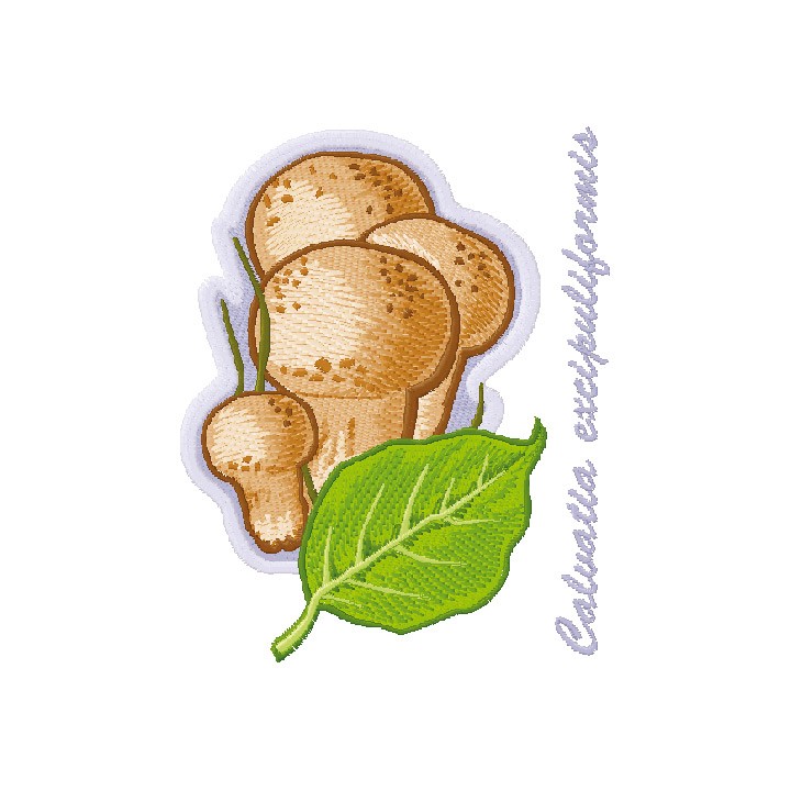 Caluatia excipuliformis embroidery design - Embroidery Design