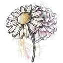 Stylized sketch of chamomile hydrangea in an intricate embroidery design, showcasing floral details.