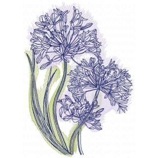 Centaurea cyanus sketch embroidery design - Embroidery Design