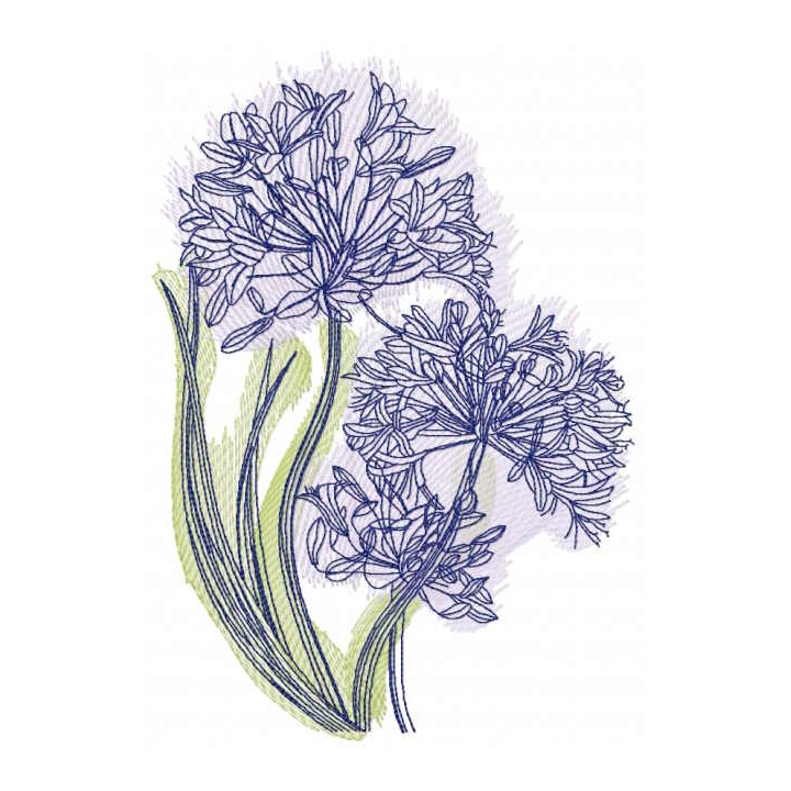 Centaurea cyanus sketch embroidery design - Embroidery Design