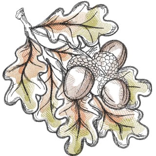 Acorns fall colors embroidery design - Embroidery Design