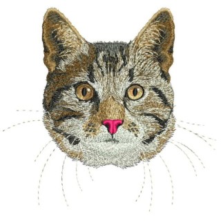 Ameican Shorthair Cat embroidery design - Embroidery Design