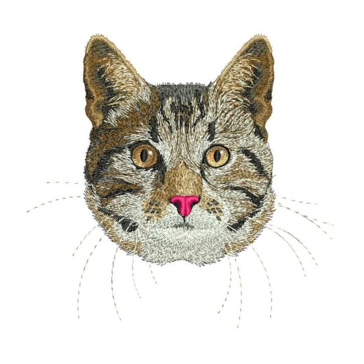 Ameican Shorthair Cat embroidery design - Embroidery Design
