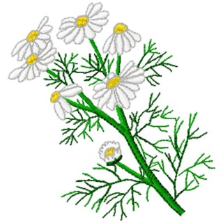 Medicinal chamomile embroidery design - Embroidery Design