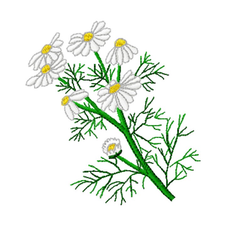 Medicinal chamomile embroidery design - Embroidery Design