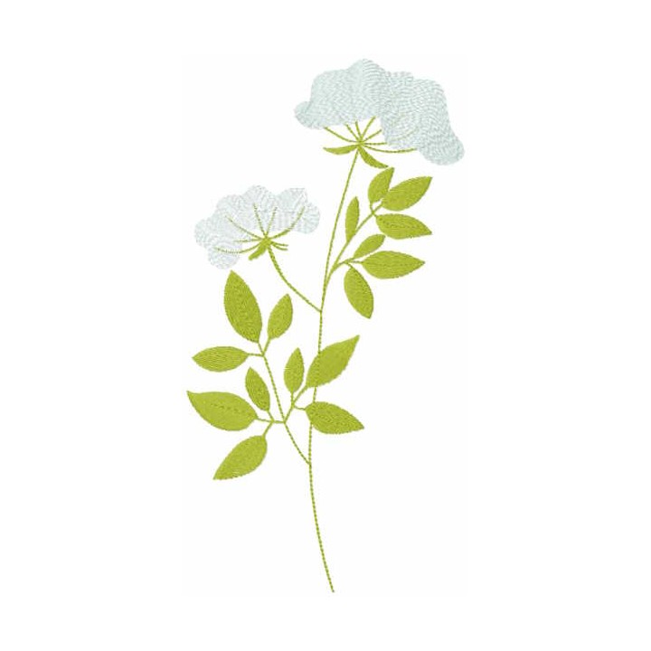 Phlox paniculata embroidery design - Embroidery Design