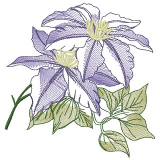 Clematis minister sketch embroidery design - Embroidery Design