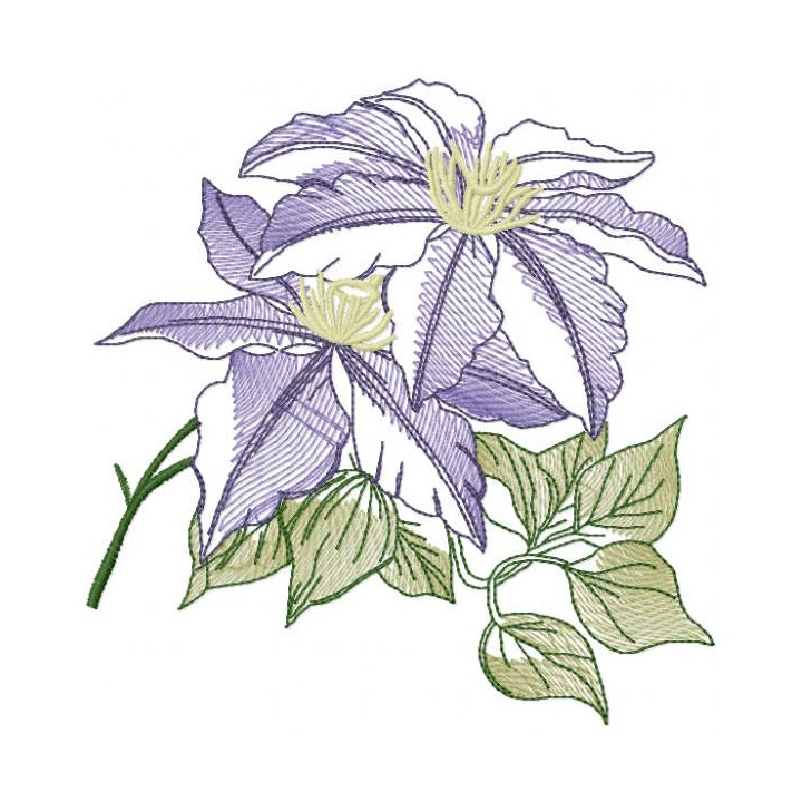 Clematis minister sketch embroidery design - Embroidery Design