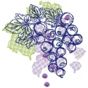 Black currant embroidery design showcasing detailed stitching patterns, perfect for kitchen-themed projects.