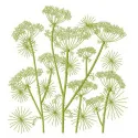 Cow parsnip embroidery design showcasing intricate floral patterns, ideal for stitching on various fabric items.