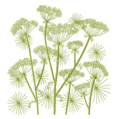 Cow parsnip embroidery design showcasing intricate floral patterns, ideal for stitching on various fabric items.