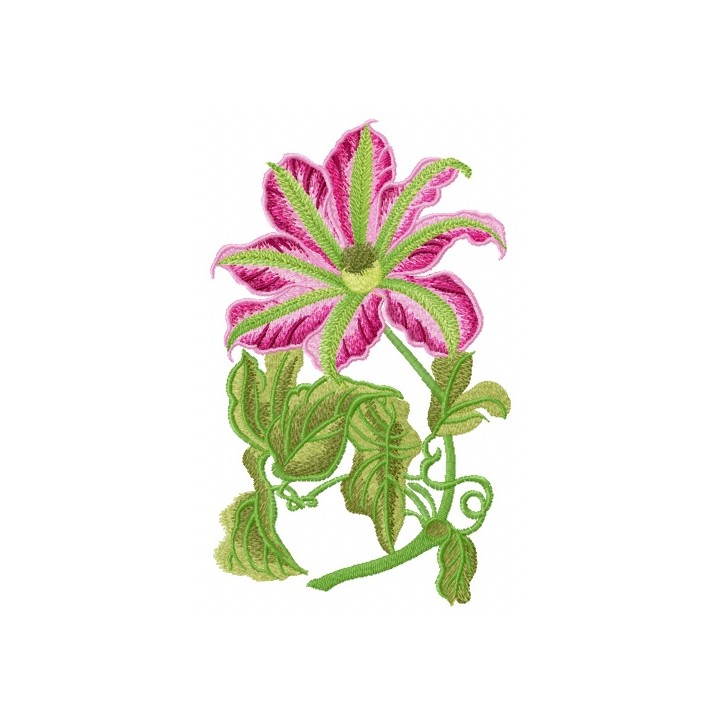 Clematis embroidery design - Embroidery Design
