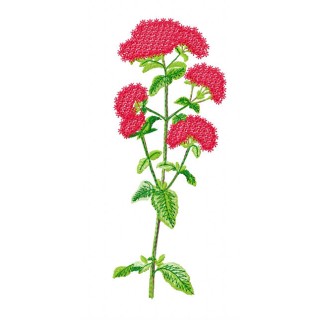 Spiraea  embroidery design - Embroidery Design