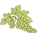 Grapes embroidery design preview showcasing a vibrant stitched motif of fresh grapes on fabric.